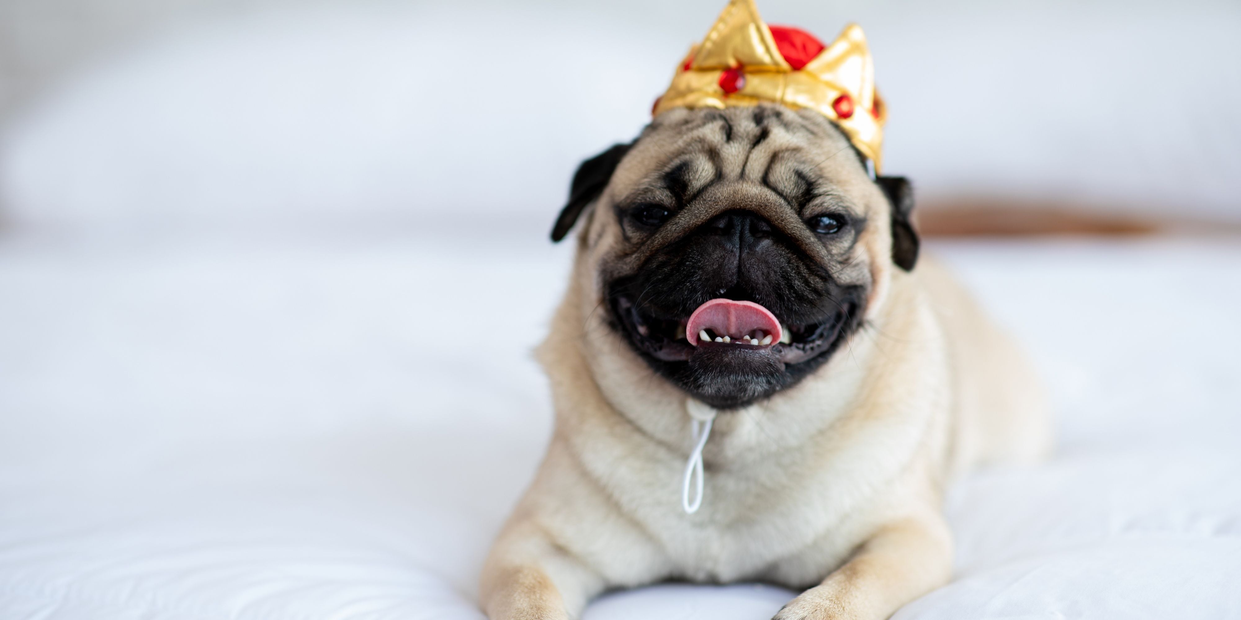 Svetlana Nikolaeva - crazy pugs, image size:4000x2000