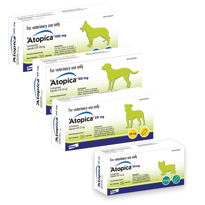 Atopica for Dogs – Cyclosporine Capsules Atopic Dermatitis