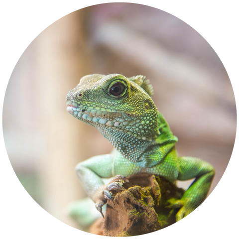 Shop for Reptile Products Online