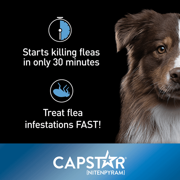 Capstar (Nitenpyram) Oral Flea Treatment for Dogs over 25 lbs