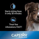 Capstar( Nitenpyram) Oral Flea Treatment for Dogs