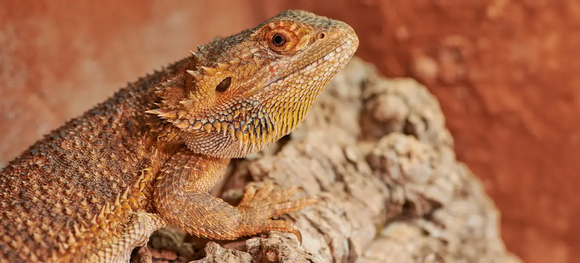 10 Best Foods for Bearded Dragons
