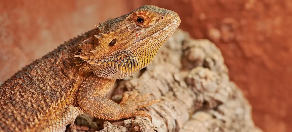 10 Best Foods for Bearded Dragons