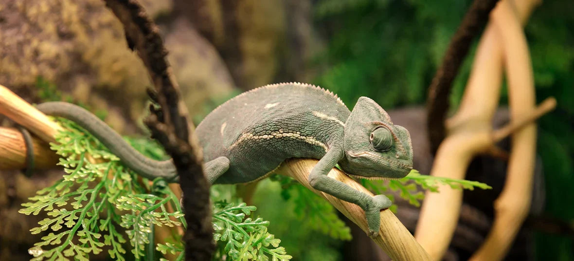 10 Best Ultraviolet Lights for Reptiles