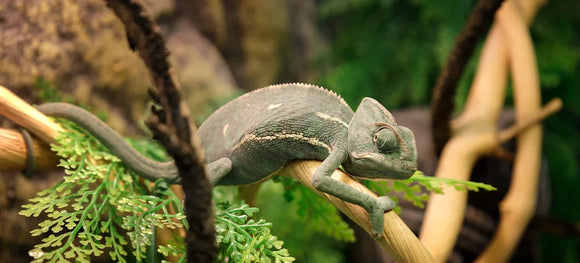 10 Best Ultraviolet Lights for Reptiles