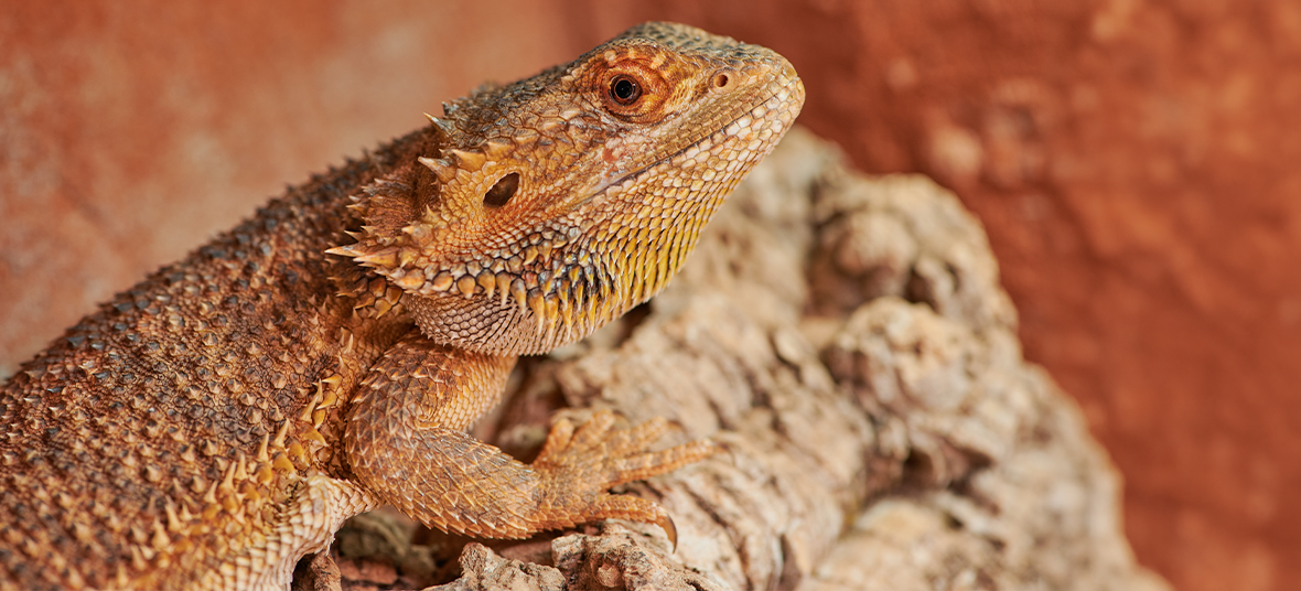 10 Best Foods for Bearded Dragons