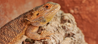 10 Best Foods for Bearded Dragons