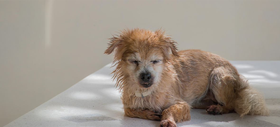 10 Best Omega- 3 Supplements for Dogs