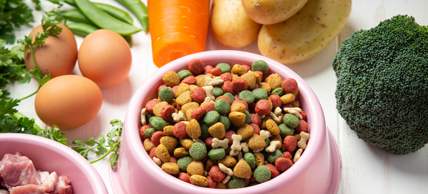 Toxic Foods Your Dog Should Never Eat