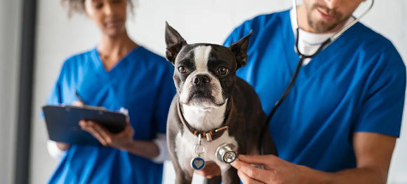 12 Common Signs of Heartworm in Dogs and Cats Every Pet Owner Must Know