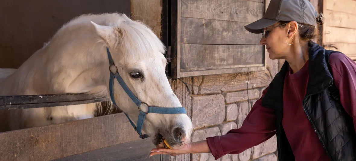 15 Best Treats for Horses: Healthy Horse Treats and Apple Treats for Horses