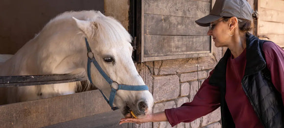 15 Best Treats for Horses: Healthy Horse Treats and Apple Treats for Horses