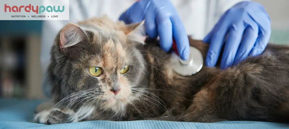 24 Common Cat Diseases - Symptoms & Treatment Guide