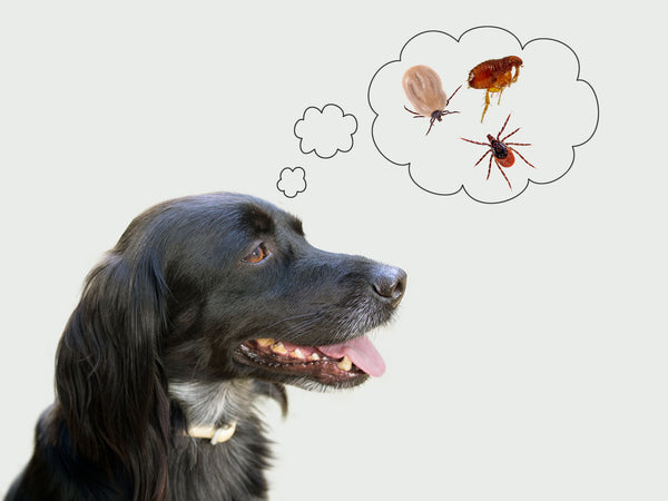5 Surprising Natural Remedies to Keep Fleas and Ticks at Bay