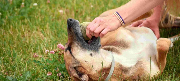 5+1 Best Topical Flea and Tick Prevention for Dogs (Flea Prevention Guide)