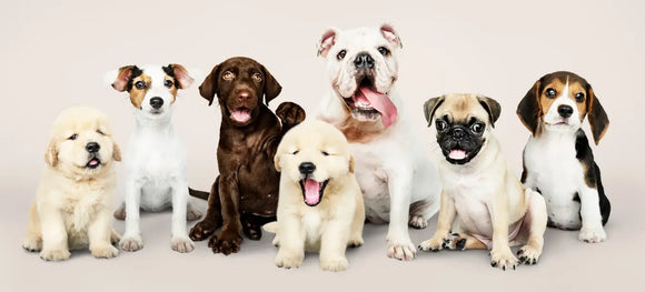 7 puppies of different breeds sitting together