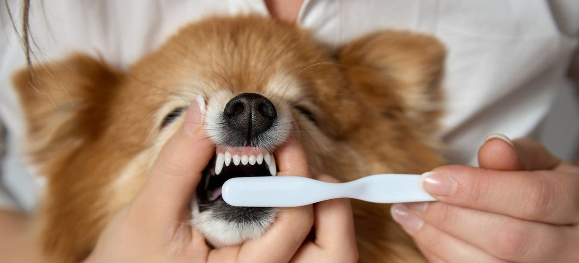 5 Best Dental Care Products: Every Pet Parent Should Know