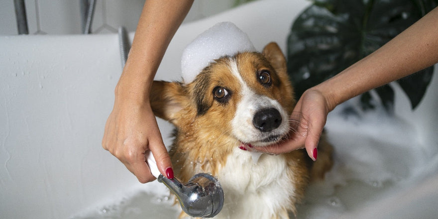 Woman cuddling her happy dog on the couch after using the best flea and tick shampoo and spray for dogs