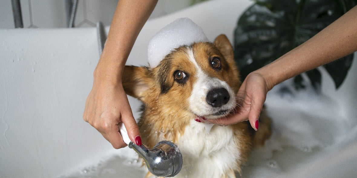 Woman cuddling her happy dog on the couch after using the best flea and tick shampoo and spray for dogs