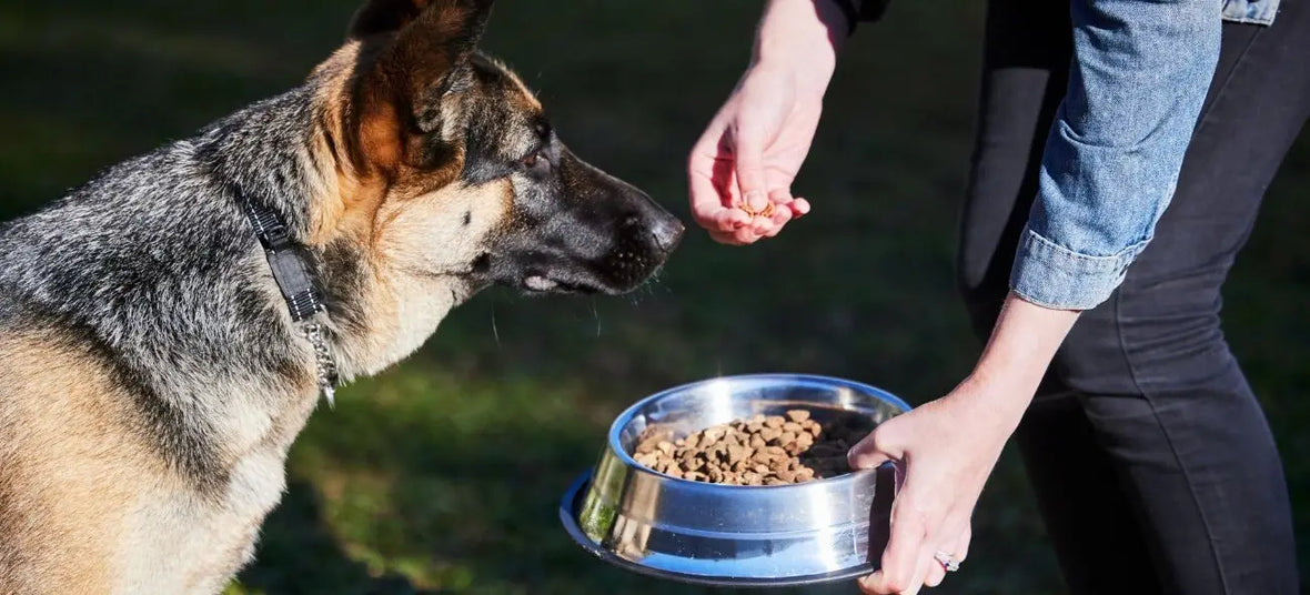 7 Best Dog Food Toppers for a Happy and Healthy Dog