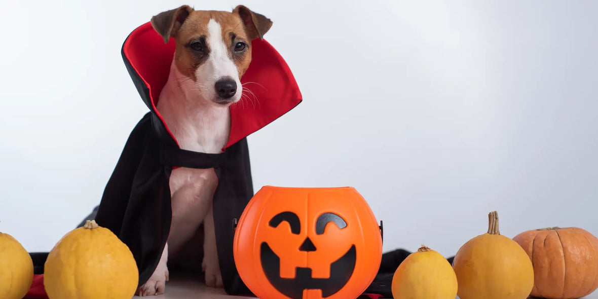 7 Comfortable & Adorable Halloween Costumes for Dogs & Cats