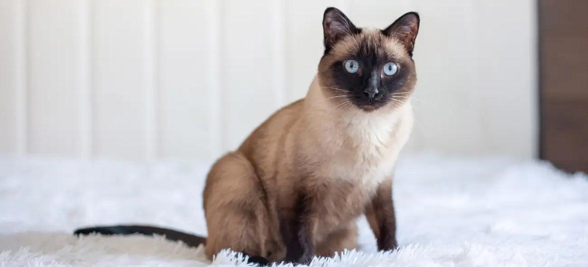 Beautiful Siamese cat with blue eyes. Purebred pet at home on a white bed.