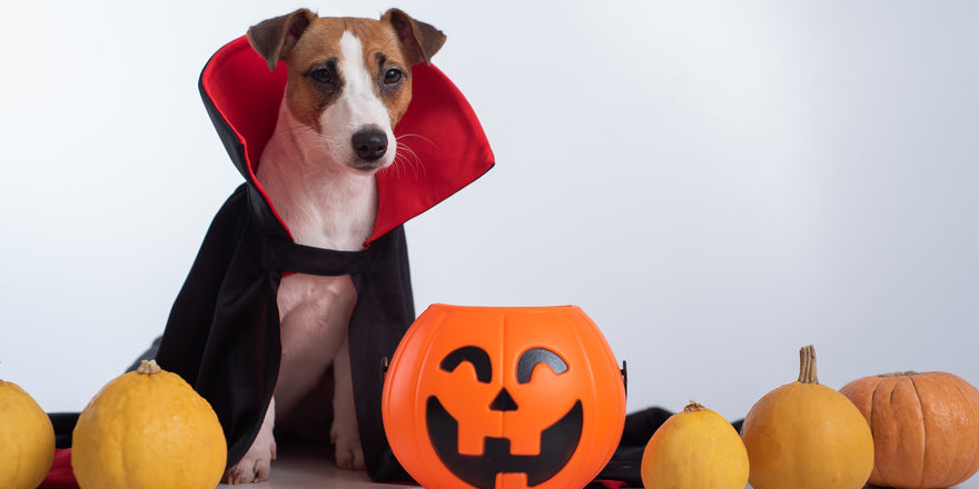 7 Comfortable & Adorable Halloween Costumes for Dogs & Cats