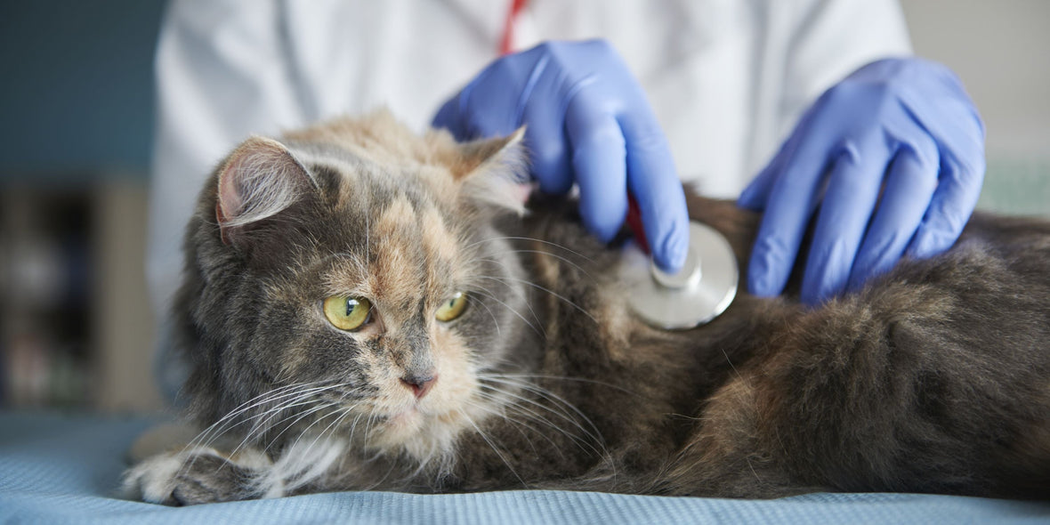 7 Overlooked Cat Health Signs You Can’t Ignore in 2025