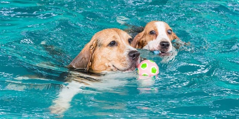 2 dogs swimming in the pool prone to ear infections or Swimmer's Ear