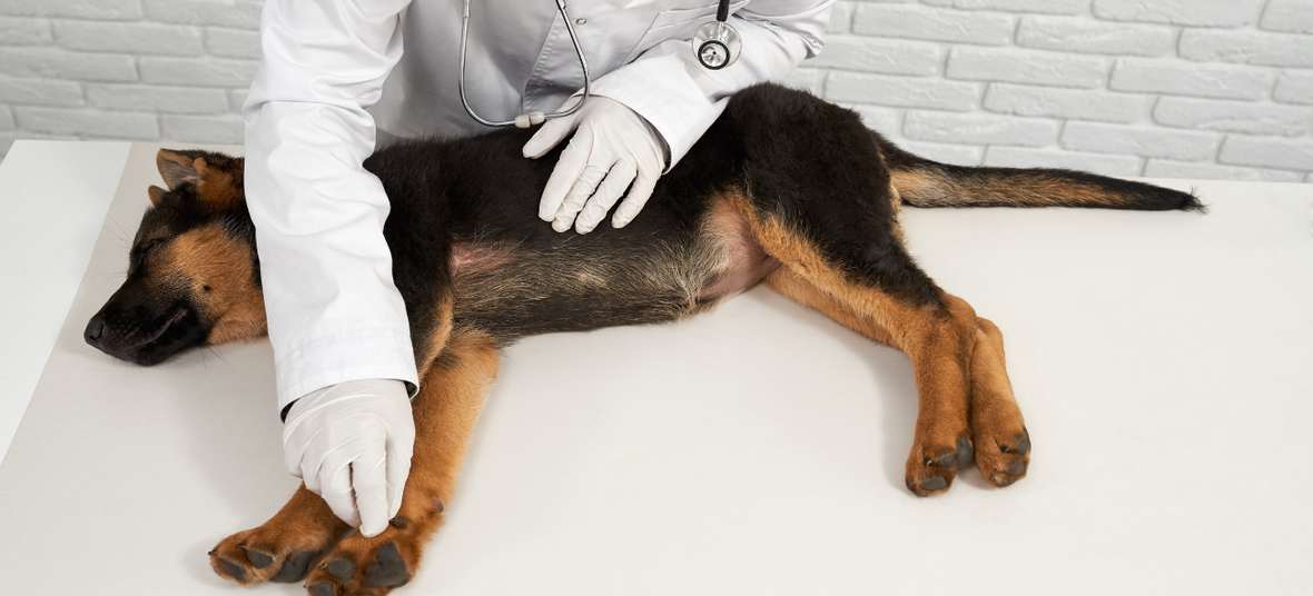 A Complete Guide to Kidney and Bladder Health in Dogs