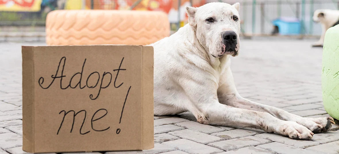 Adopt a Dog Month 2026