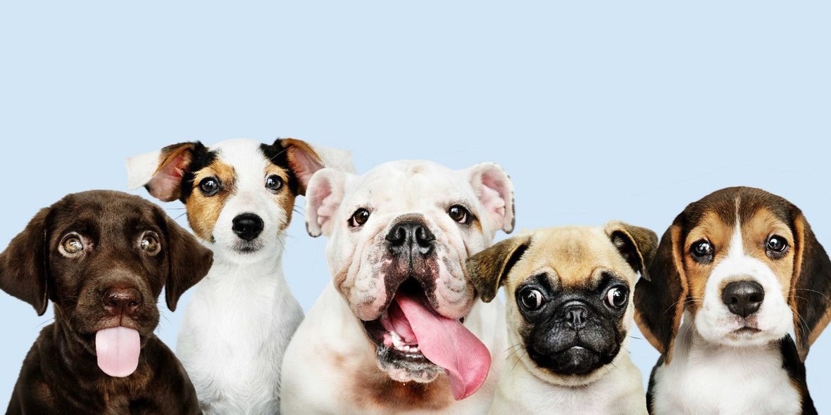 Allergies in Pets: Causes, Symptoms and Treatment