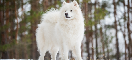 American Eskimo dog standing in a wood area after it snowed