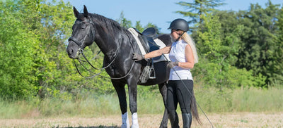 Arthritis in Horses: Signs, Causes, Diagnosis & Treatment Guide
