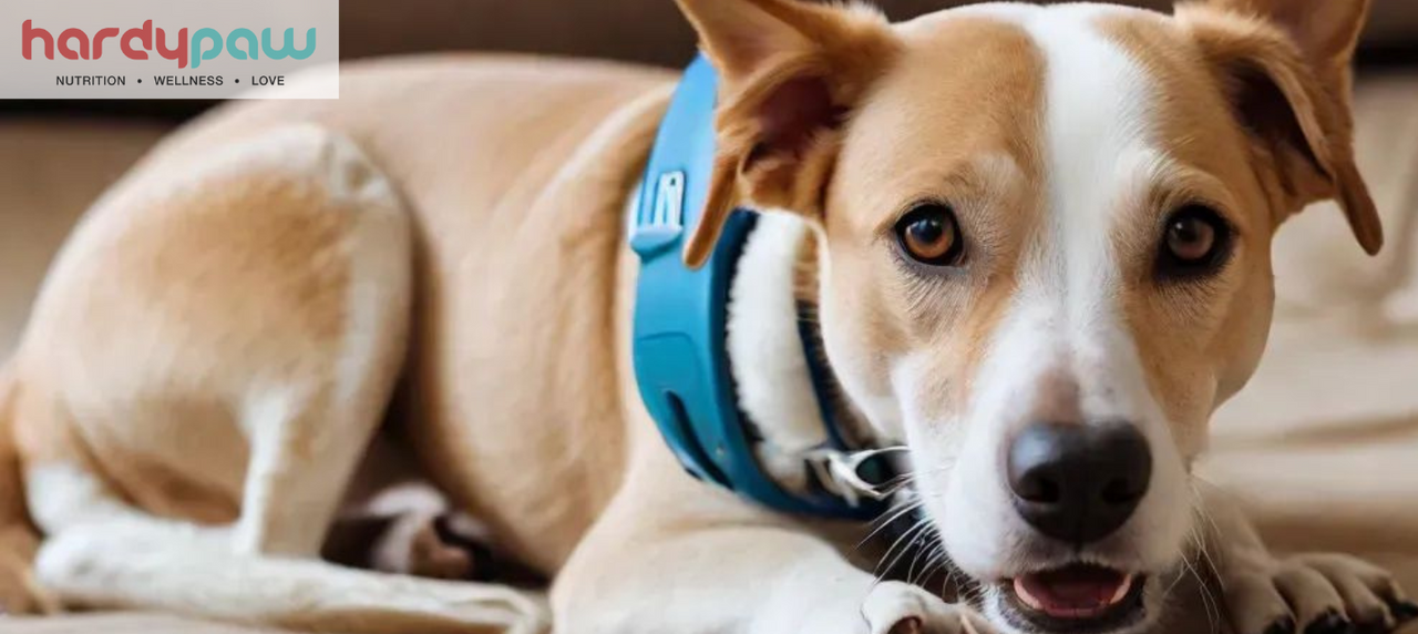 Pain Medication For Dogs With Respiratory Problems photo