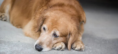 Back Leg Problems in Dogs