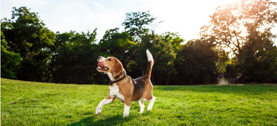 National Beagle Day Special: Top-Rated Beagle Dog Food Your Pup Will Love
