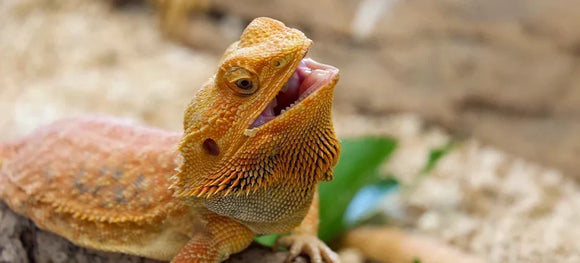 Bearded Dragon Accessories: The Complete Habitat Guide