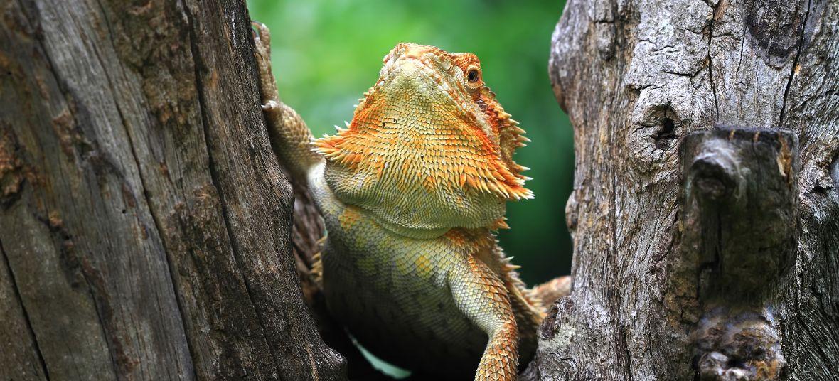 Orange and yellow bearded dragon with its beard flared, climbing between two weathered tree trunks against a blurred green background