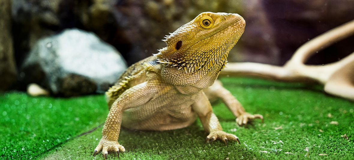 Bearded Dragon 