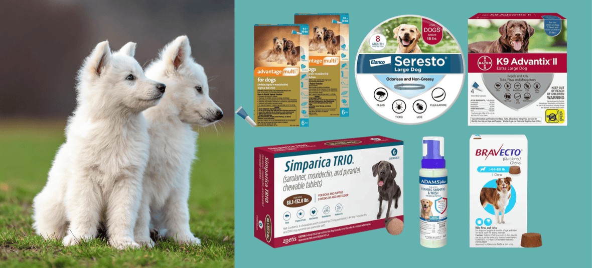 Best Flea, Tick & Heartworm Medications for Dogs: Complete Comparison Guide
