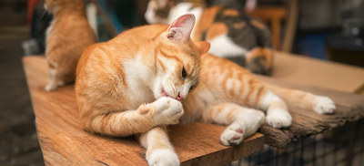 OTC Medications for Dog and Cat Itch Relief