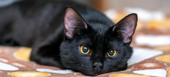 Black Cat Awareness Month: Black Cat Facts, Myths, & Folklore
