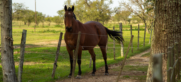 Best Weight Gain Supplements for Horses
