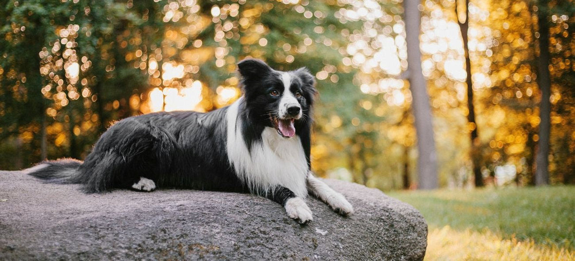 Border Collie sitting on a rock