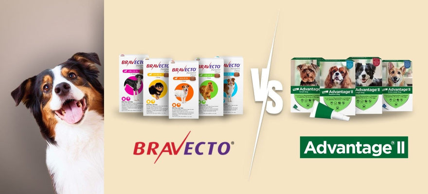 Bravecto vs Advantage II: A Complete Guide to the Best Flea and Tick Protection