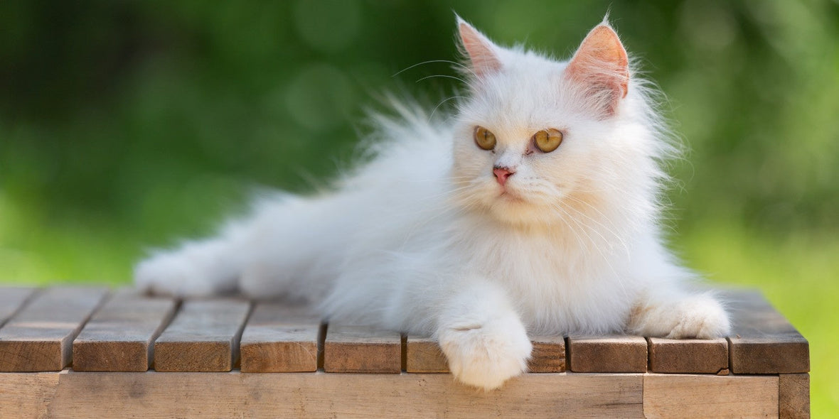 Cat Skin Conditions and Coat Care Signs, Causes, and Solutions