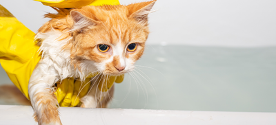 How to Give Your Cat a Bath for Fleas, Without the Drama