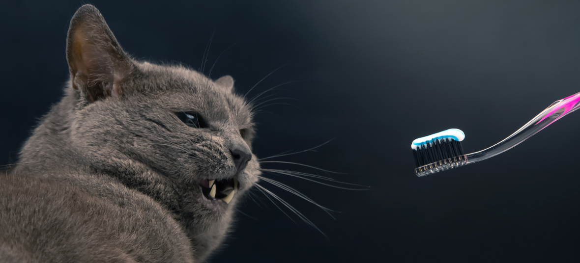 feral cat turning away from toothbrush