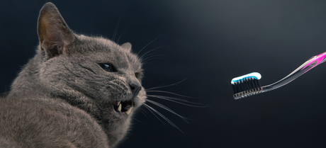 feral cat turning away from toothbrush